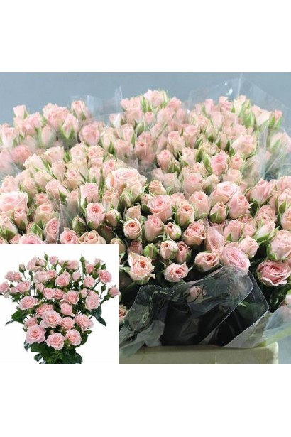 Троянда спрей Lydia – класичний рожевий відтінок